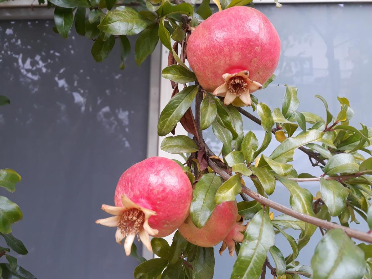 Il Melograno Bed & Breakfast Borgo San Dalmazzo Exterior photo